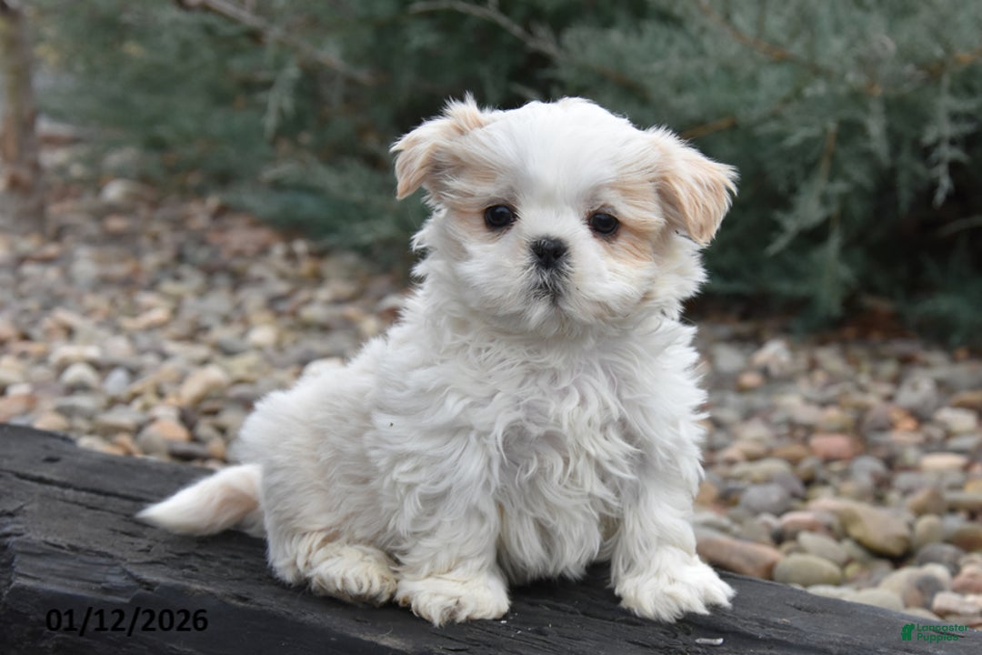 Shih Tzu dogs for sale: Jupiter - Ad 1