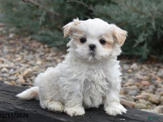 Shih Tzu dogs Jupiter - Ad 41