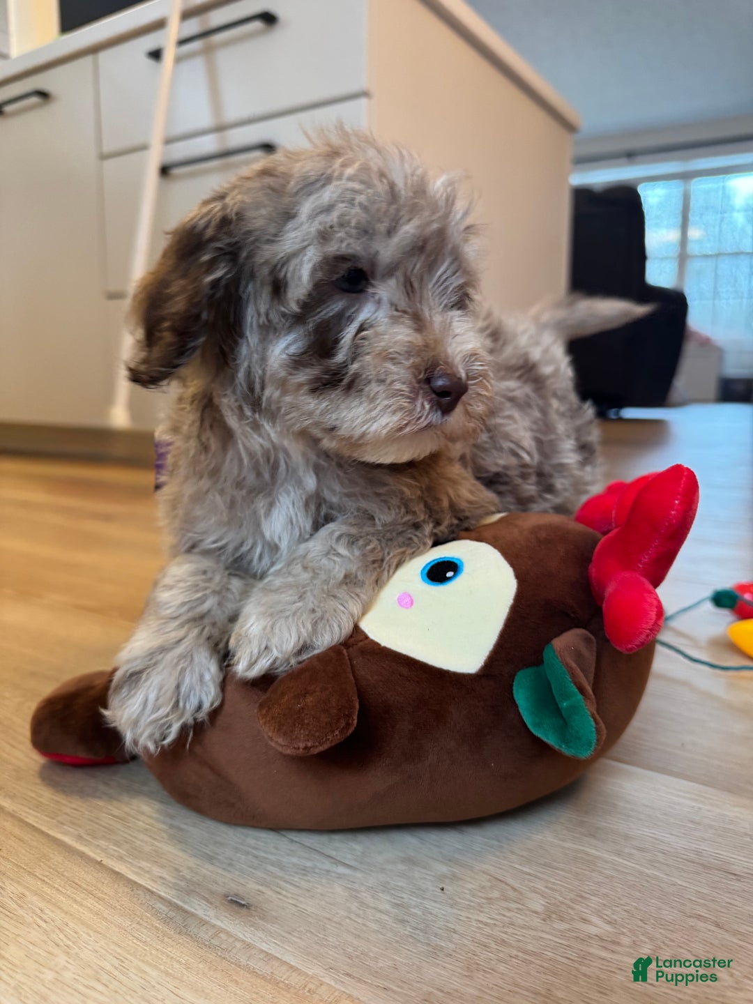 Mini Goldendoodle dogs for sale: Teddy - Ad 2