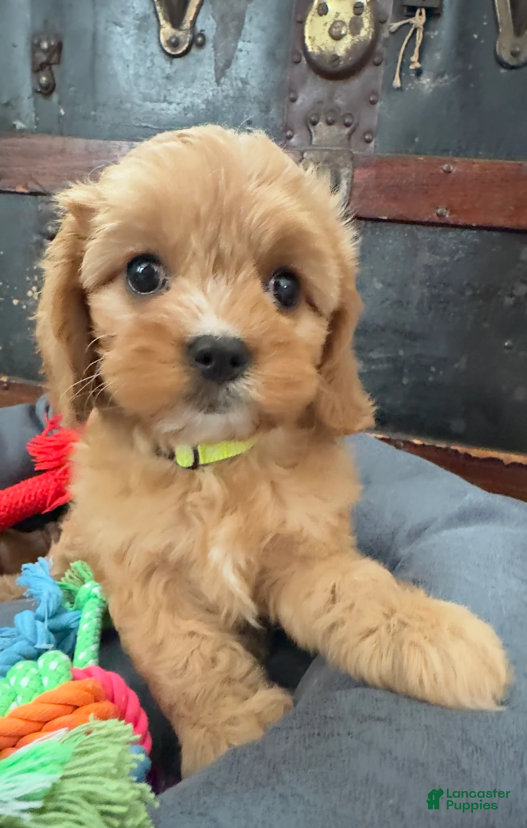 Cavapoo dogs for sale: Janie - Ad 2