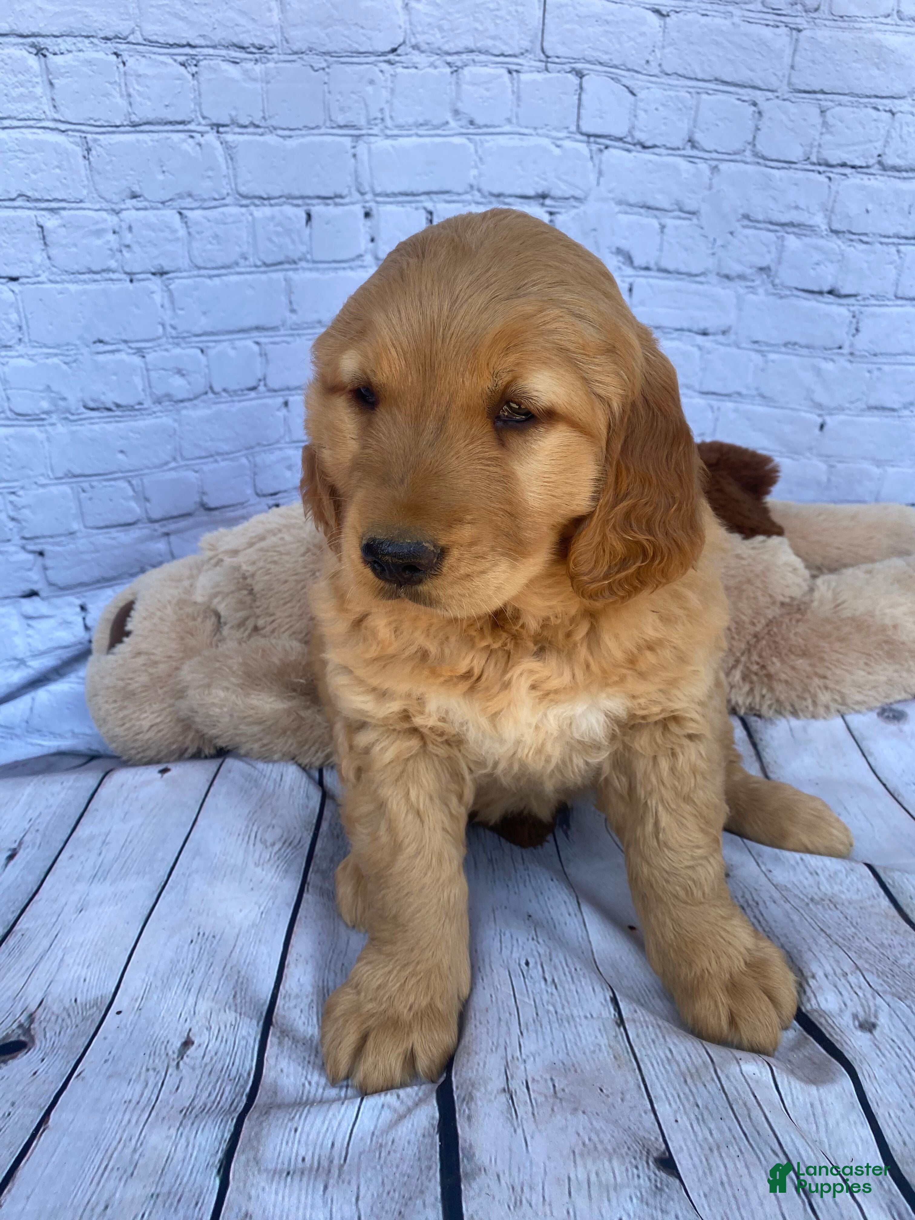 Golden Retriever dogs for sale: Penny - Ad 3