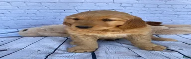 Penny
