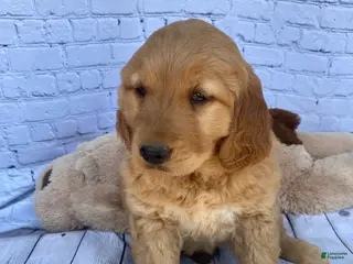 Golden Retriever dogs for sale: Penny - Ad 3