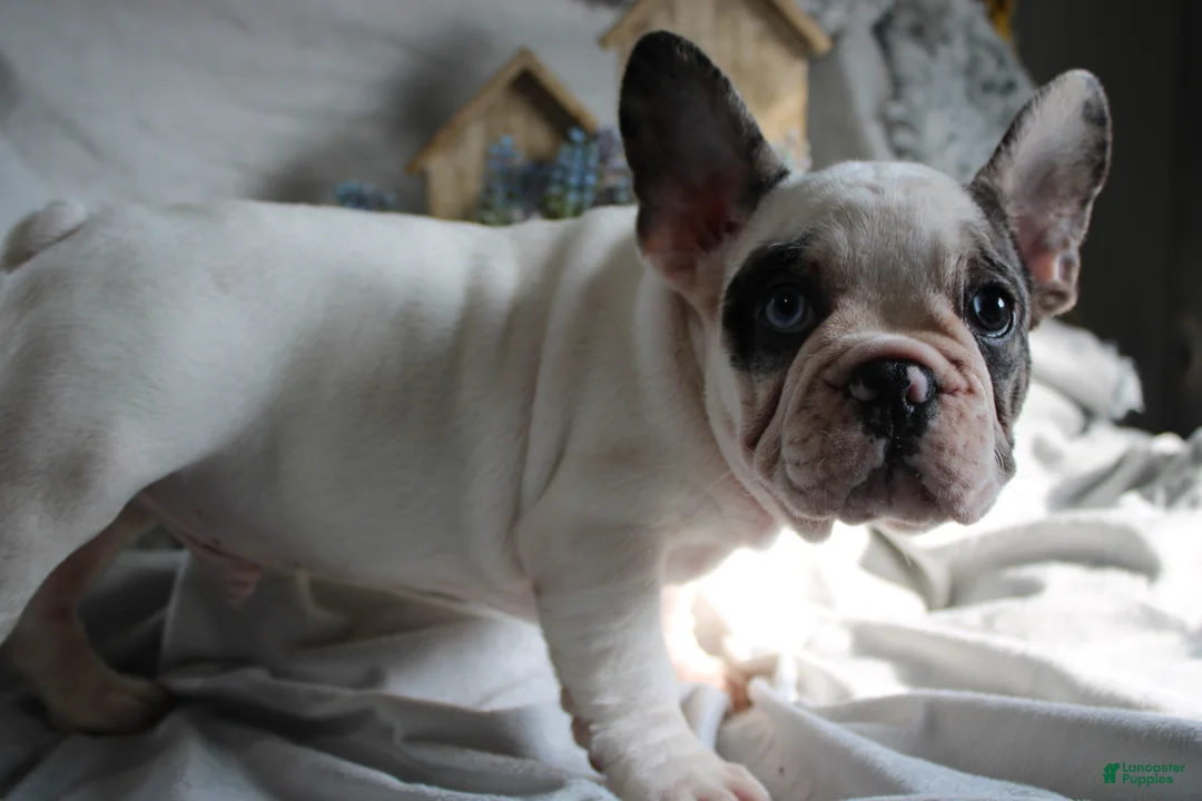 French Bulldog dogs for sale: French Bulldog Puppy 2 - Ad 5