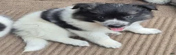 Mixed Breed dogs for sale: Aussie border collie - Ad 6