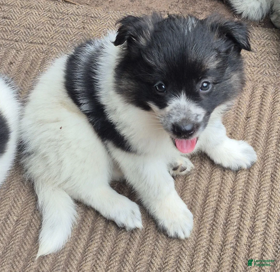 Mixed Breed dogs for sale: Aussie border collie - Ad 6