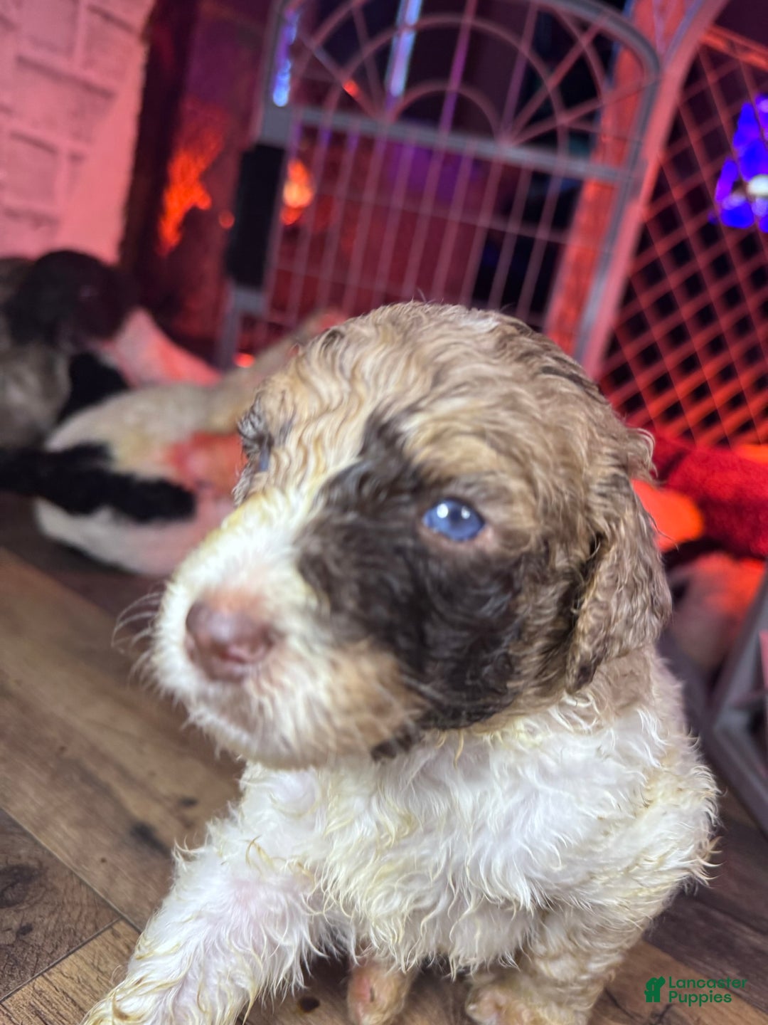Standard Poodle dogs for sale: Standard Poodle Puppy 7 - Ad 4