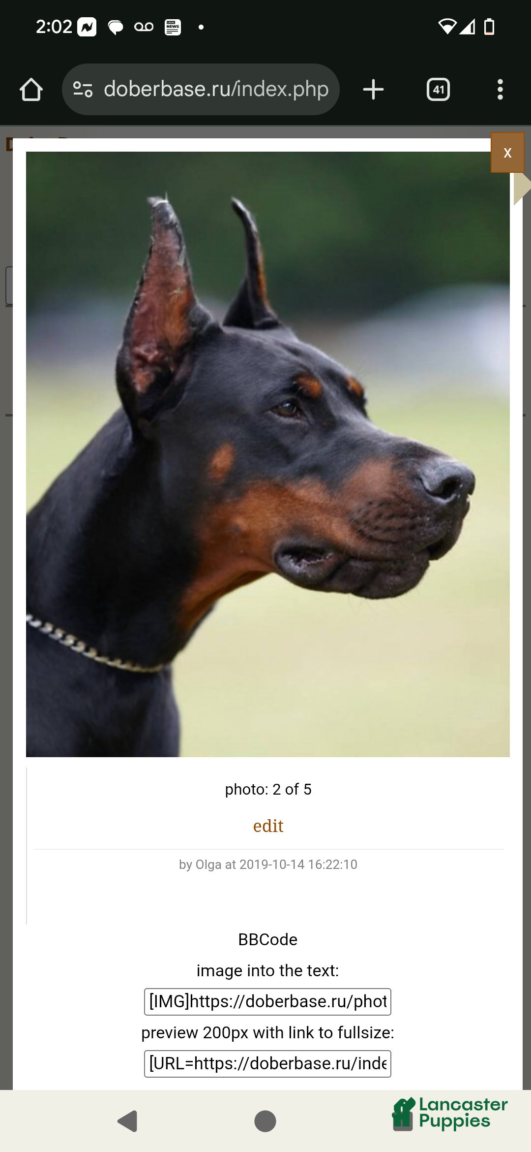 Doberman Pinscher dogs for sale: Missy - Ad 5