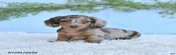 Miniature Dachshund dogs for sale: Rosie - Ad 4