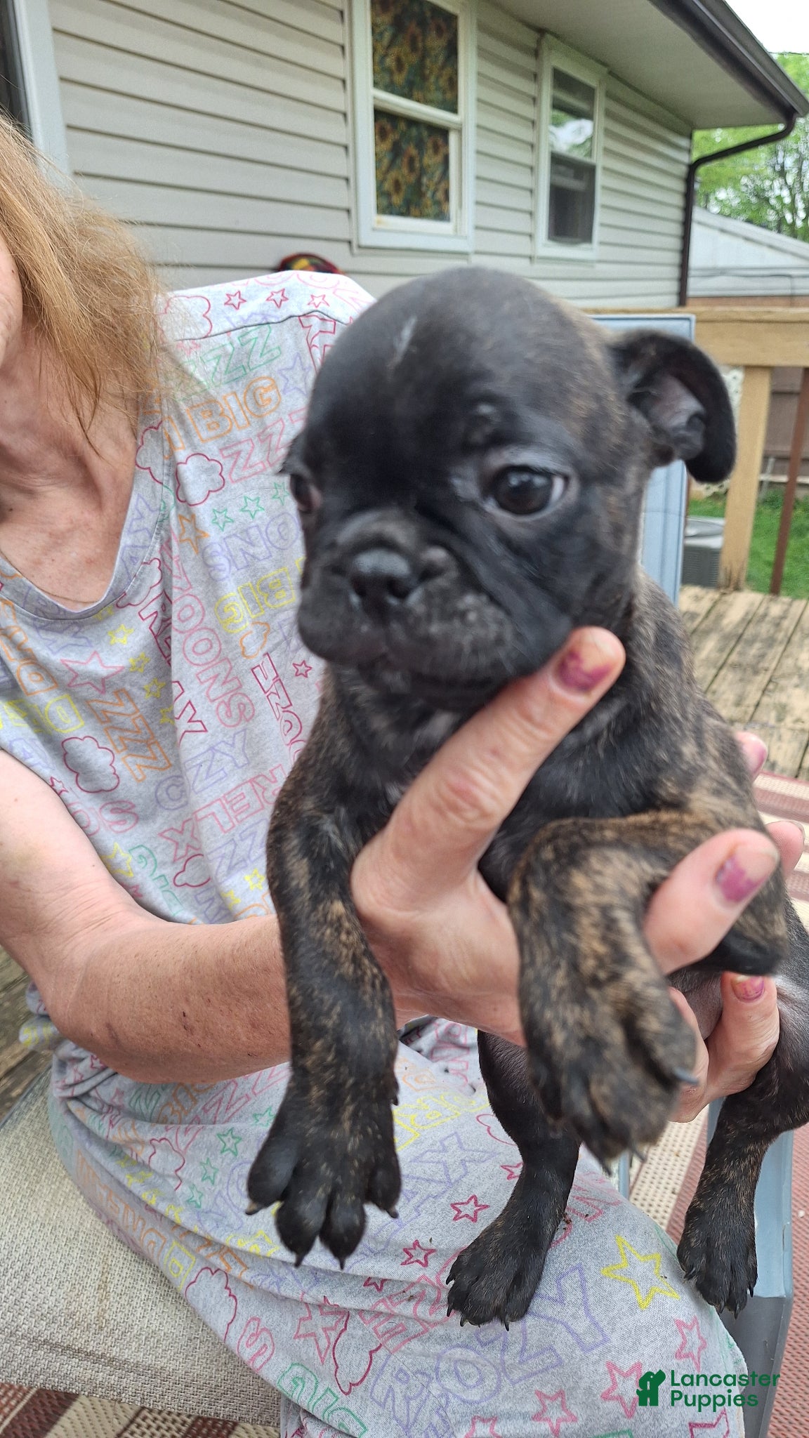 Mixed Breed dogs for sale: Coco - Ad 4