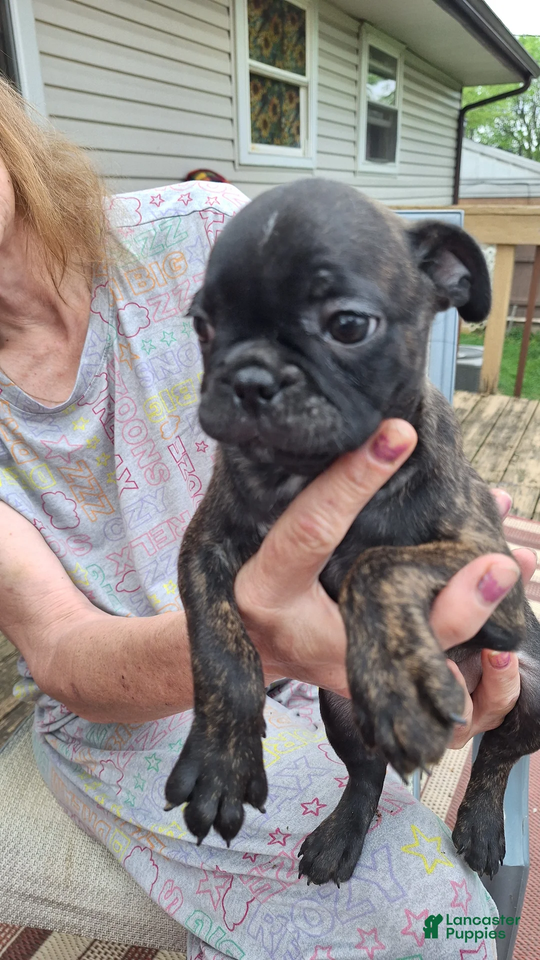 Mixed Breed dogs for sale: Coco - Ad 1