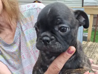 Mixed Breed dogs for sale: Coco - Ad 4