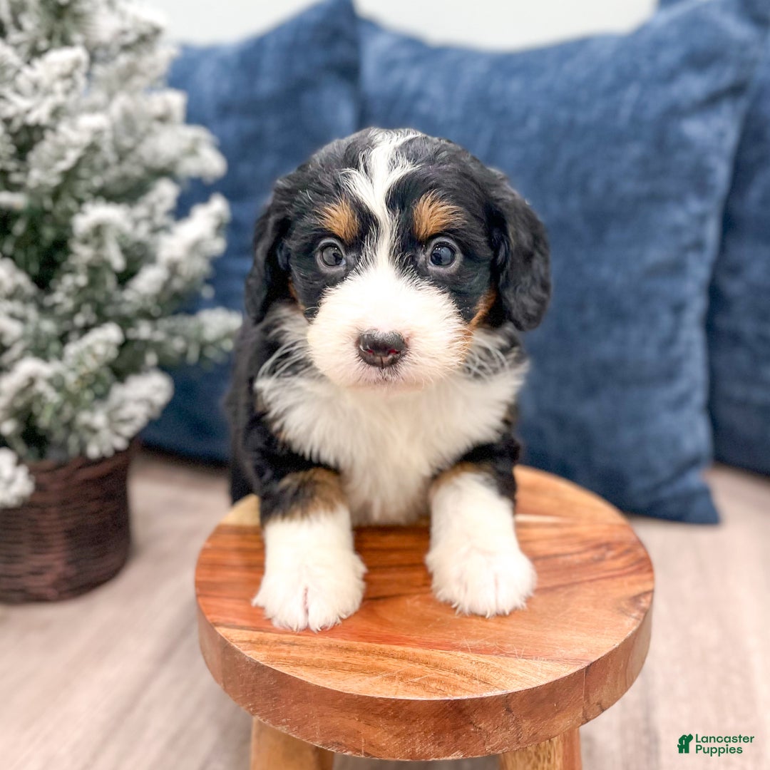 Mini Bernedoodle dogs for sale: Sasha - Ad 2