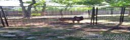 German Shepherd dogs for sale: German Shepherd 1 - Ad 6