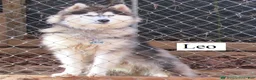 Siberian Husky dogs for stud: Siberian Husky litter of 1 Stud - Ad 3