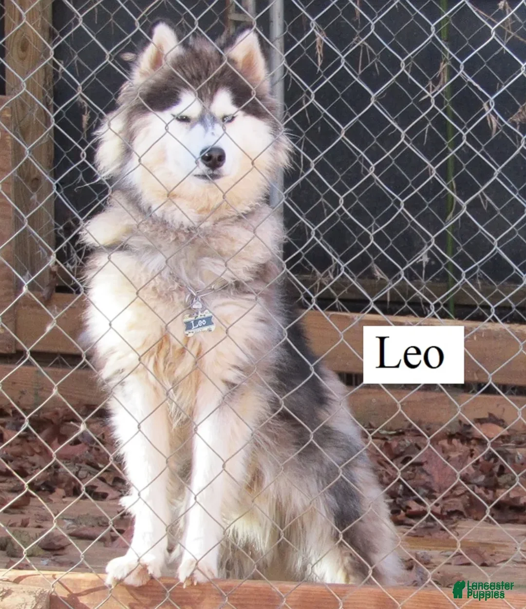 Siberian Husky dogs for stud: Siberian Husky litter of 1 Stud - Ad 3