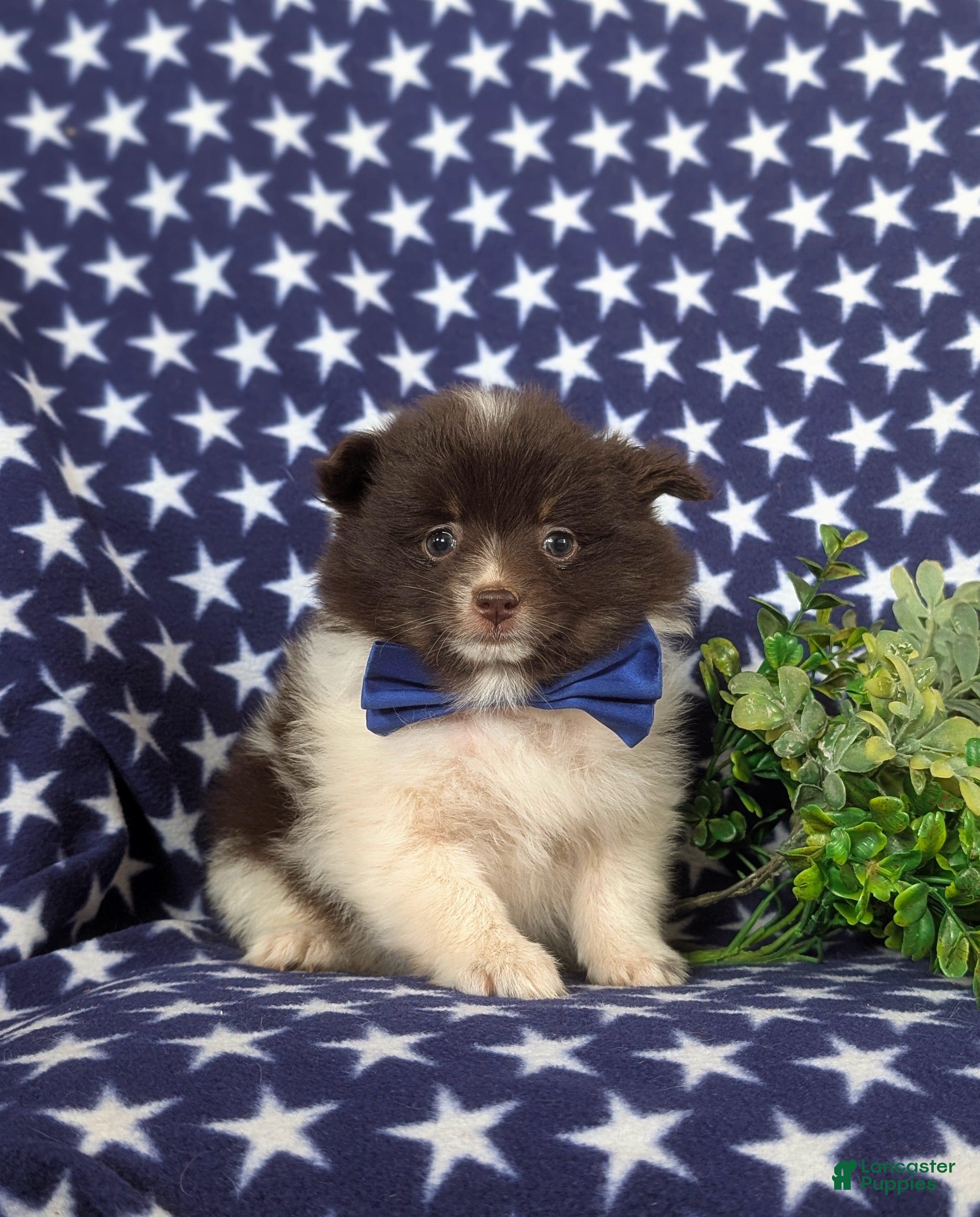 Pomeranian dogs Lafayette Chocolate/White - Ad 1