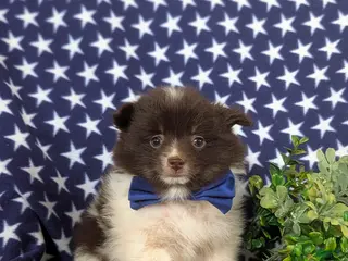 Pomeranian dogs for sale: Lafayette Chocolate/White - Ad 1