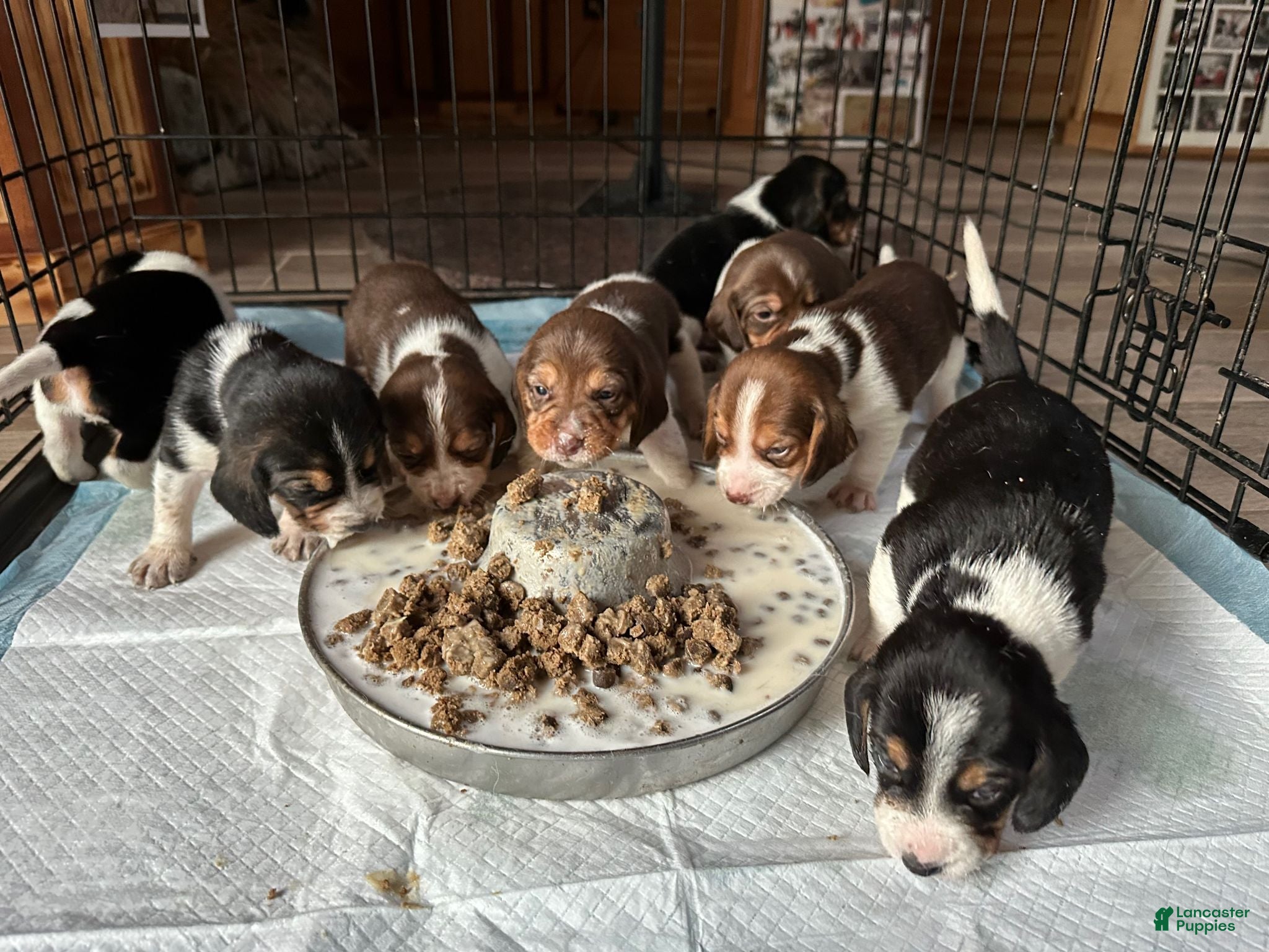 Beagle dogs Beagle 2 - Ad 2