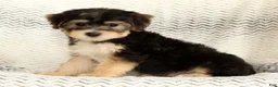 Yochon dogs for sale: Milo - Ad 8