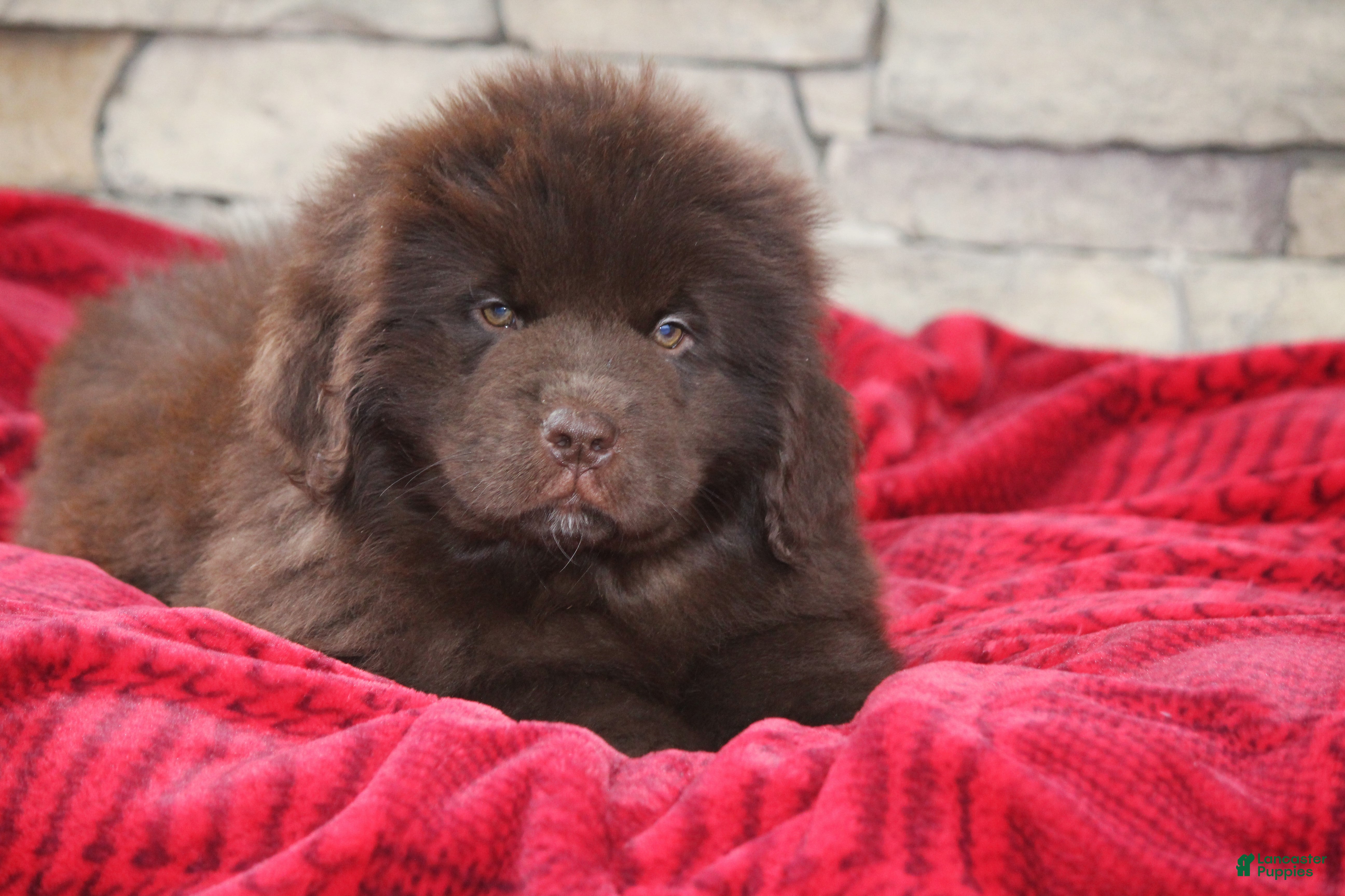 Newfoundland dogs Pansy  - Ad 4