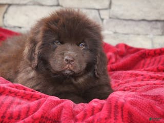 Newfoundland dogs Pansy - Ad 1