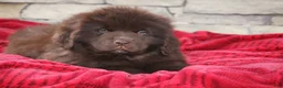 Newfoundland dogs for sale: Pansy  - Ad 5
