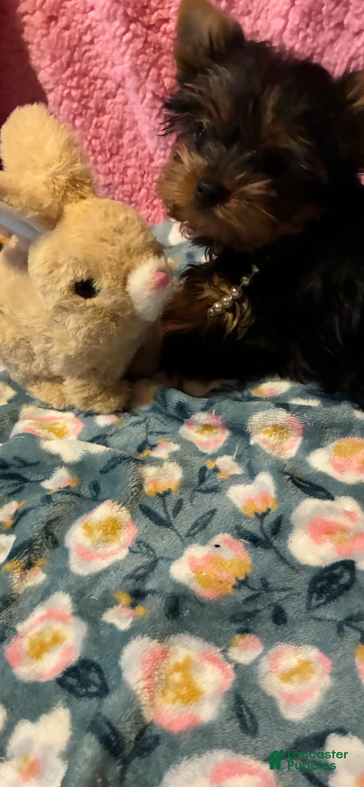 Yorkshire Terrier dogs Yorkshire Terrier Puppy 2 - Ad 2