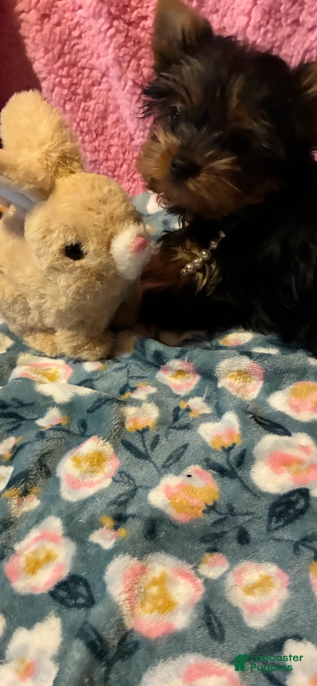 Yorkshire Terrier dogs for sale: Yorkshire Terrier Puppy 2 - Ad 2