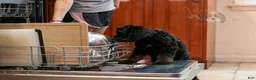 Bernedoodle dogs for sale: Olympic - Ready Now! - Ad 13