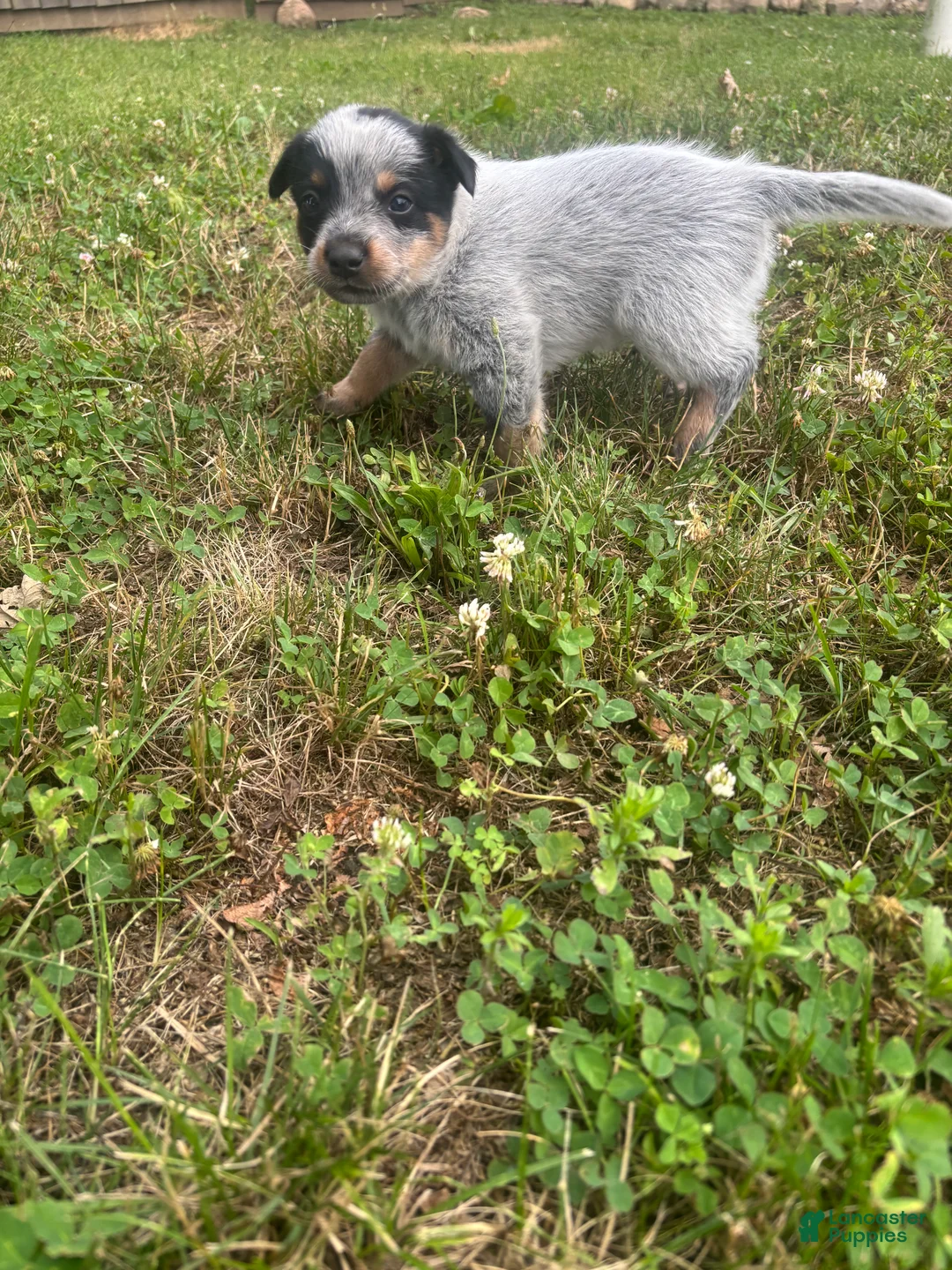 Australian Cattle Dog dogs for sale: Larry - Ad 10