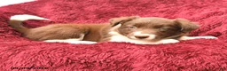 Border Collie dogs for sale: Nisa - Ad 3