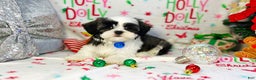 Shih Tzu dogs for sale: Jingles  - Ad 4