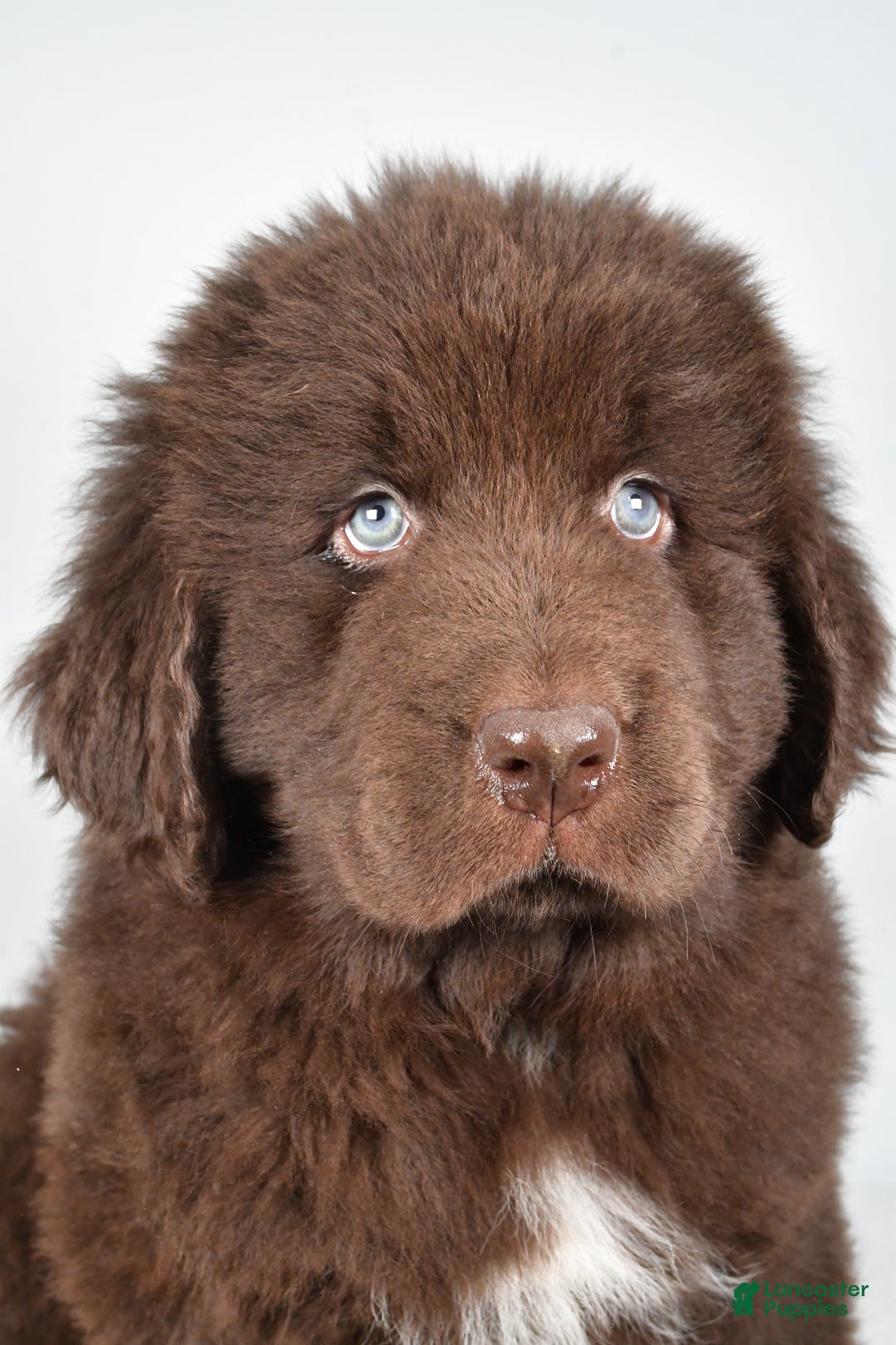 Newfoundland dogs for sale: Bear - Ad 7