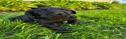 Labrador Retriever dogs for sale: Phillipe - Ad 15