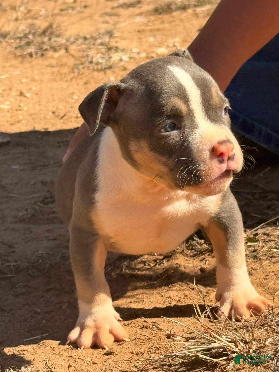 American Bully dogs for sale: American Bully Puppy 2 - Ad 10