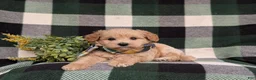 Eskipoo dogs for sale: Denzel - Ad 8