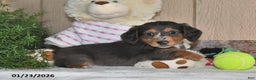 Miniature Dachshund dogs for sale: Cocoa - Ad 2