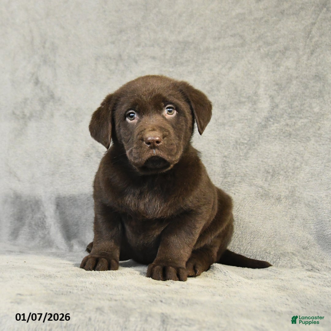 Labrador Retriever dogs for sale: Buster - Ad 2