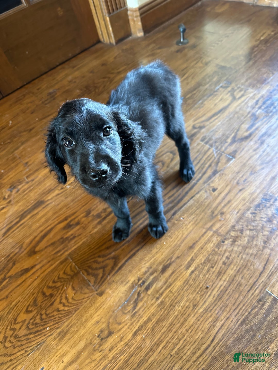 Goldendoodle dogs for sale: Yellow collar girl - Ad 14