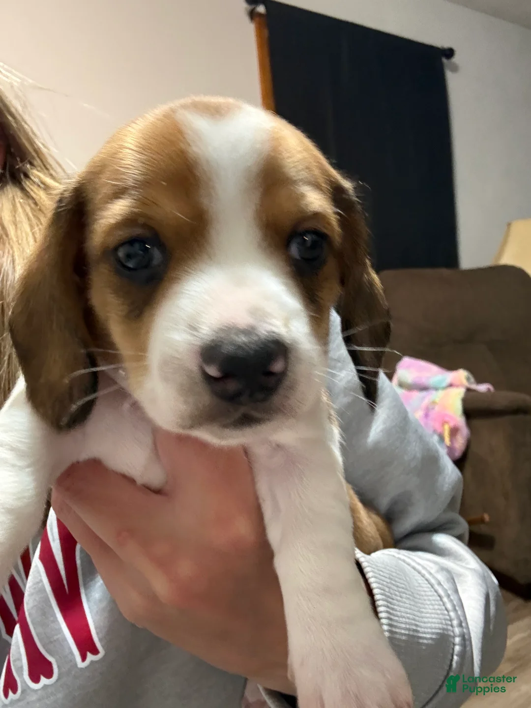 Miniature Dachshund dogs for sale: Miniature Dachshund Puppy 1 - Ad 1