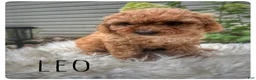 Cavapoo dogs for sale: Leo - Ad 3