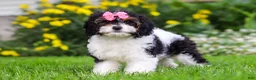 Cavapoo dogs for sale: Sunnie - Ad 5