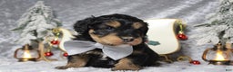 Aussiedoodle dogs for sale: Landon  - Ad 3
