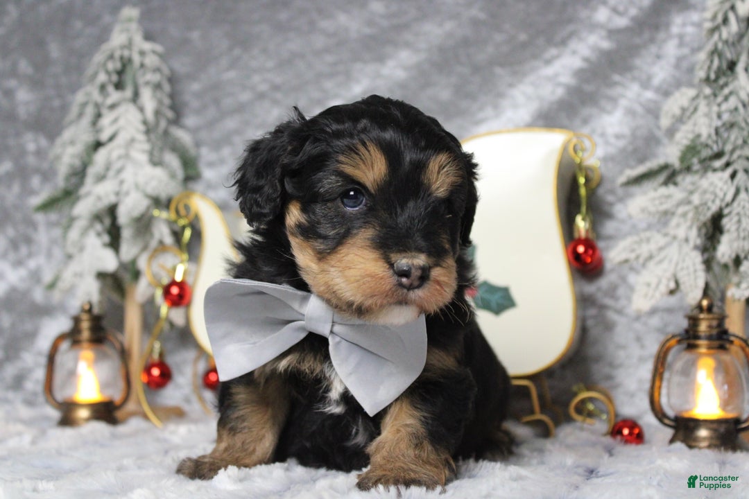Aussiedoodle dogs for sale: Landon  - Ad 3