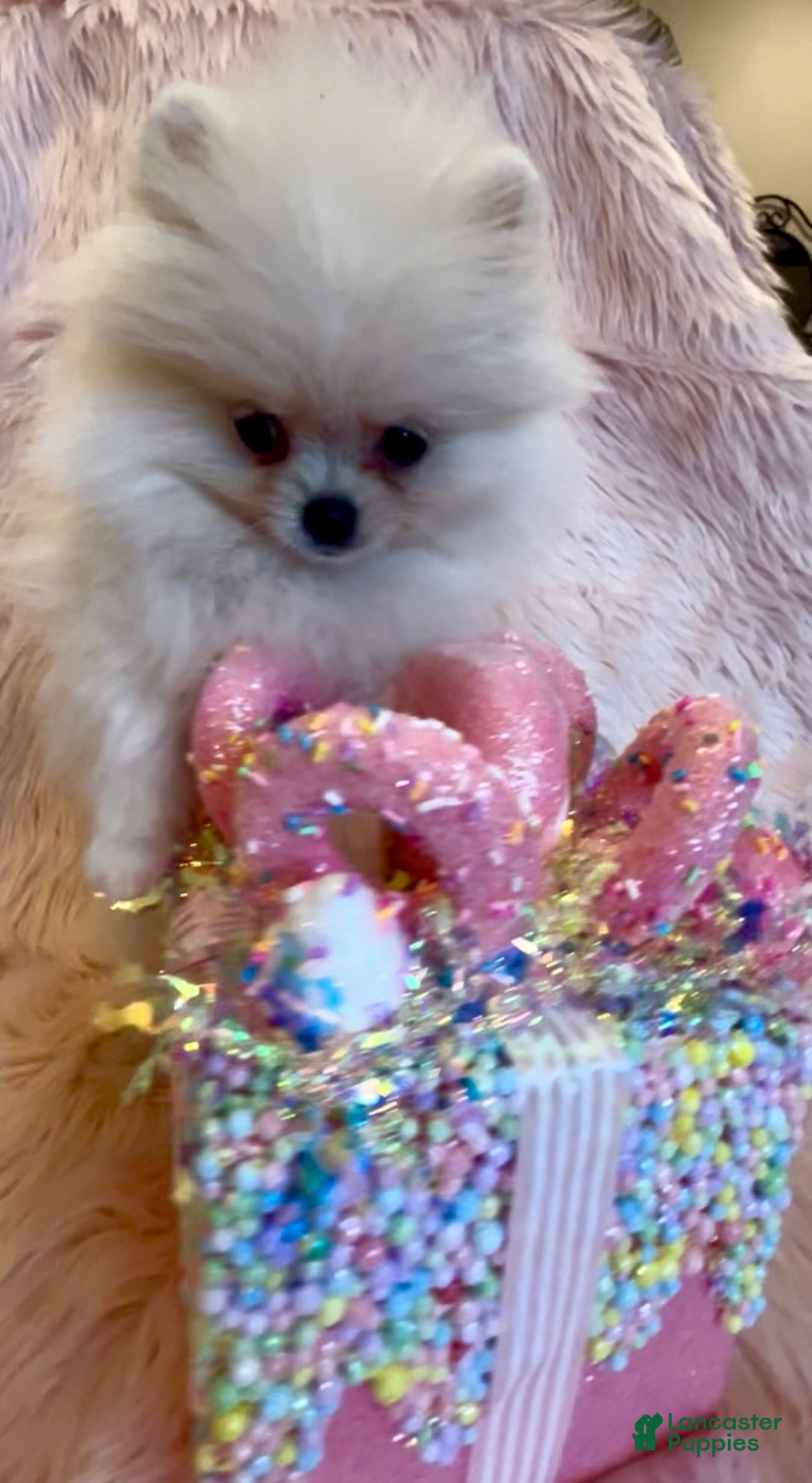 Pomeranian dogs for sale: Lynette AKC Registered full rights  - Ad 26