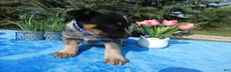 Australian Cattle Dog dogs for sale: Australian Cattle Dog 1 Trigger - Ad 4