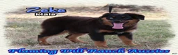 Miniature Australian Shepherd dogs for sale: Zeke - Ad 2