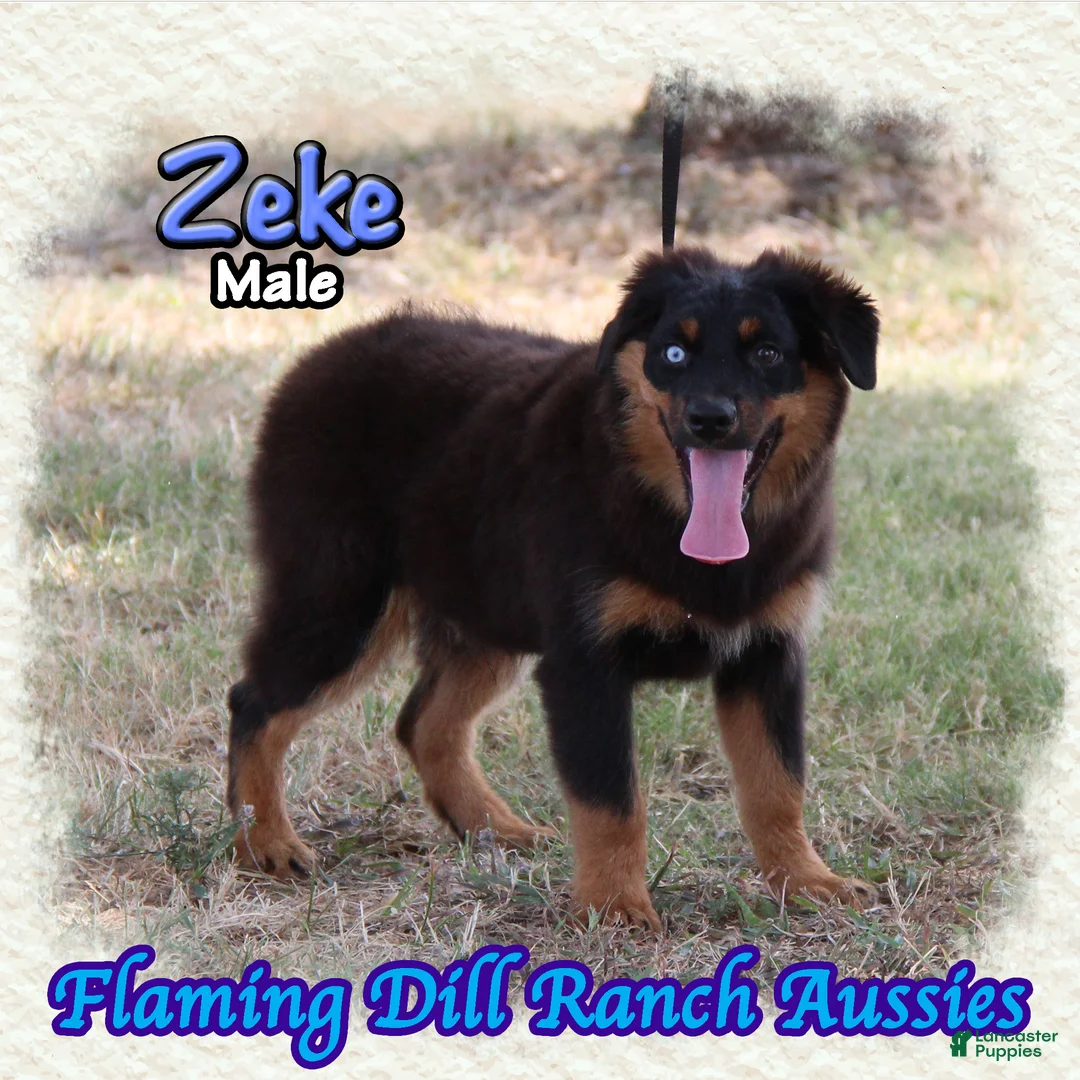 Miniature Australian Shepherd dogs for sale: Zeke - Ad 2
