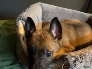 Mixed Breed dogs - Ad 38